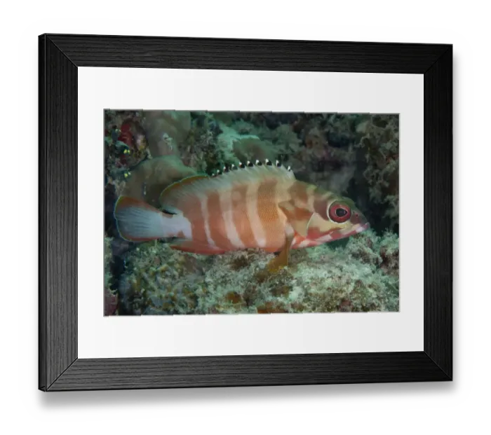 Framed Print : Black-tipped Grouper (Epinephelus fasciatus) adult, Kapalai Island, Sabah, Borneo, Malaysia, December Framed Print : Black-tipped Grouper (Epinephelus fasciatus) adult, Kapalai Island, Sabah, Borneo, Malaysia, December