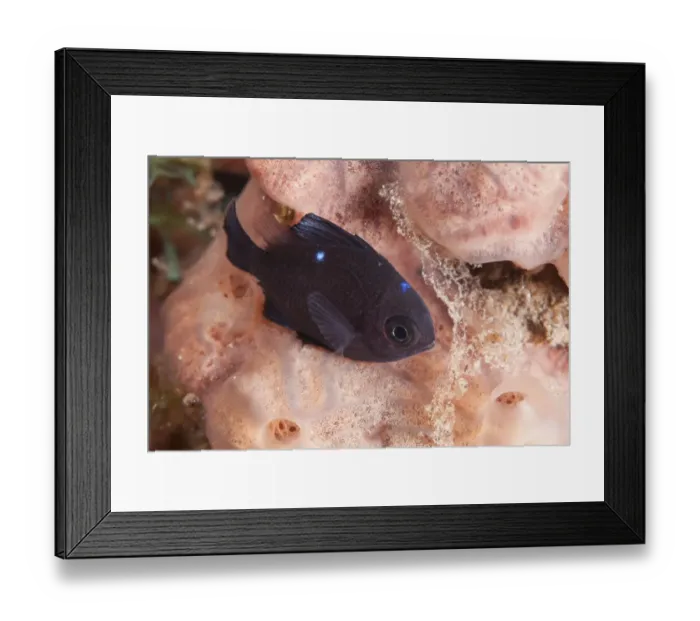 Framed Print : Threespot Dascyllus (Dascyllus trimaculatus) juvenile, resting on sponge, Uhak Reef, Wetar Island, Barat Daya Islands Framed Print : Threespot Dascyllus (Dascyllus trimaculatus) juvenile, resting on sponge, Uhak Reef, Wetar Island, Barat Daya Islands