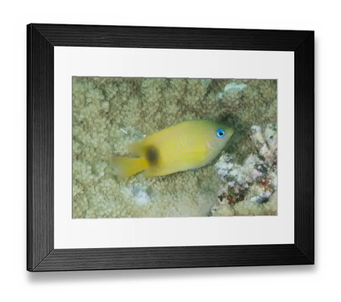 Framed Print : Johnston Damselfish (Plectroglyphidodon johnstonianus) adult, Flying Fish Cove, Christmas Island, Australia, November Framed Print : Johnston Damselfish (Plectroglyphidodon johnstonianus) adult, Flying Fish Cove, Christmas Island, Australia, November