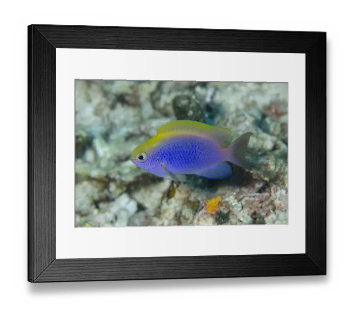 Framed Print : Bleekers Damselfish (Chrysiptera bleekeri) adult, swimming, Sebayor Kecil, between Komodo and Flores Islands Framed Print : Bleekers Damselfish (Chrysiptera bleekeri) adult, swimming, Sebayor Kecil, between Komodo and Flores Islands