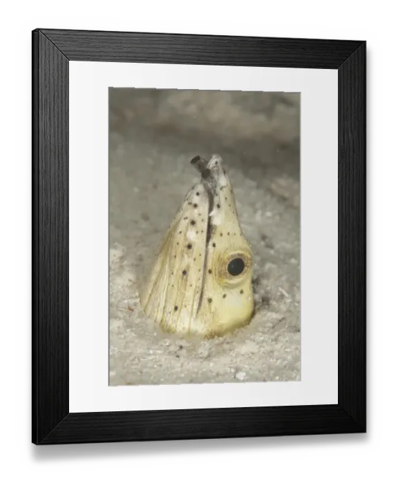 Framed Print : Highfin Snake-eel (Ophichthus altipennis) adult, head at hole entrance in sand, Sipadan Island, Sabah, Borneo Framed Print : Highfin Snake-eel (Ophichthus altipennis) adult, head at hole entrance in sand, Sipadan Island, Sabah, Borneo