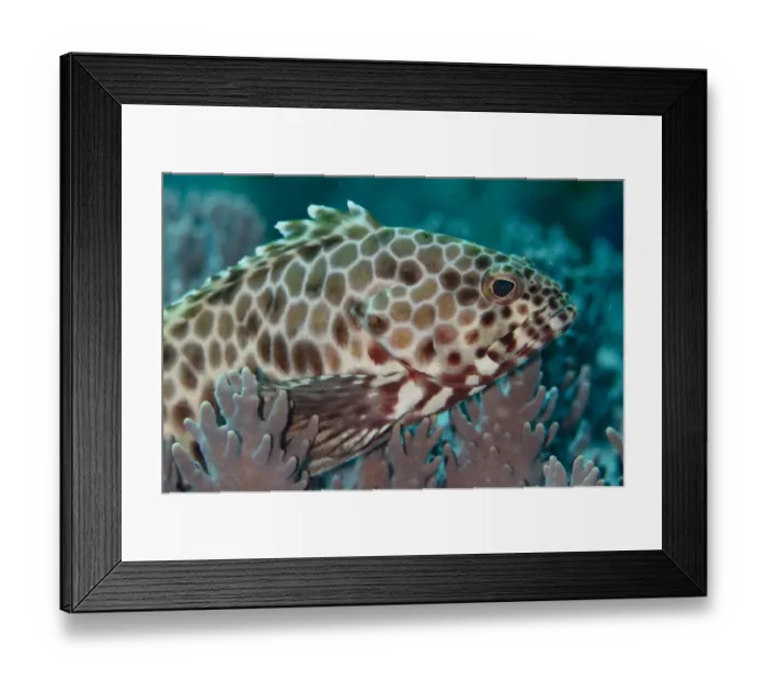 Framed Print : Longfin Grouper (Epinephelus quoyanus) adult, close-up of head, Gili Lawa Darat Island, near Komodo Island, Komodo N. P Framed Print : Longfin Grouper (Epinephelus quoyanus) adult, close-up of head, Gili Lawa Darat Island, near Komodo Island, Komodo N. P