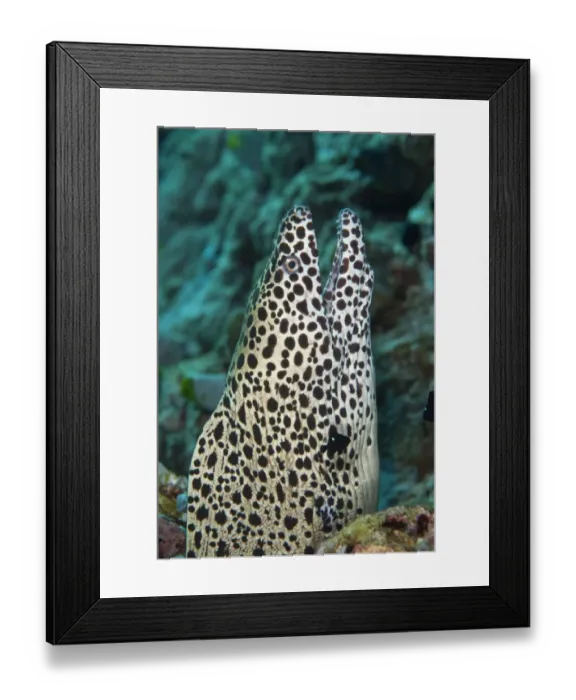 Framed Print : Honeycomb Moray (Gymnothorax favagineus) adult, close-up of head, with open mouth Framed Print : Honeycomb Moray (Gymnothorax favagineus) adult, close-up of head, with open mouth