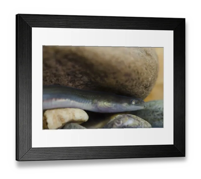 Framed Print : European Eel (Anguilla anguilla) immature, close-up of head, in tank, Nottingham, Nottinghamshire, England, October Framed Print : European Eel (Anguilla anguilla) immature, close-up of head, in tank, Nottingham, Nottinghamshire, England, October