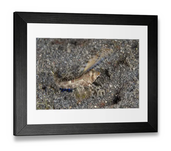 Framed Print : Kuiters Dragonet (Dactylopus kuiteri) adult, on black sand, Jahir, Lembeh Straits, Sulawesi, Greater Sunda Islands Framed Print : Kuiters Dragonet (Dactylopus kuiteri) adult, on black sand, Jahir, Lembeh Straits, Sulawesi, Greater Sunda Islands