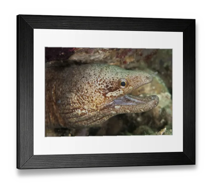 Framed Print : Barred-fin Moray (Gymnothorax zonipectus) adult, close-up of head, with mouth open, Ambon Island, Maluku Islands Framed Print : Barred-fin Moray (Gymnothorax zonipectus) adult, close-up of head, with mouth open, Ambon Island, Maluku Islands