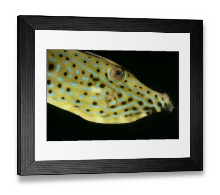 Framed Print : Scrawled Filefish (Aluterus scriptus) adult, close-up of head, at night, Lembeh Island, Lembeh Straits, Sulawesi Framed Print : Scrawled Filefish (Aluterus scriptus) adult, close-up of head, at night, Lembeh Island, Lembeh Straits, Sulawesi