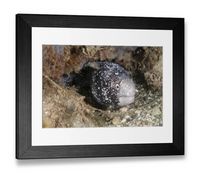 Framed Print : Snowflake Moray (Echidna nebulosa) unusual colour variant, adult, head at entrance to hole, Ambon Island Framed Print : Snowflake Moray (Echidna nebulosa) unusual colour variant, adult, head at entrance to hole, Ambon Island