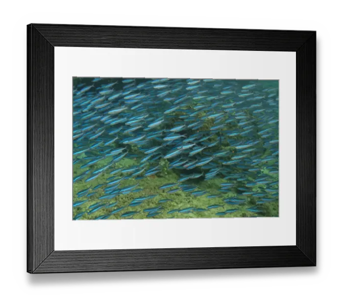 Framed Print : Bluestreak Fusilier (Pterocaesio tile) adults, shoal swimming, Mutiny Point, Wetar Island, Barat Daya Islands Framed Print : Bluestreak Fusilier (Pterocaesio tile) adults, shoal swimming, Mutiny Point, Wetar Island, Barat Daya Islands