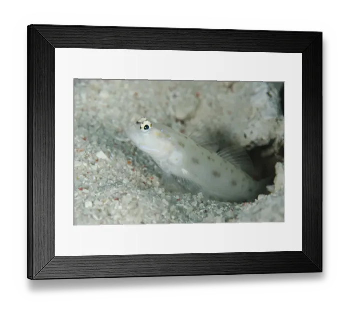 Framed Print : Fierce Shrimpgoby (Ctenogobiops feroculus) adult, at burrow entrance, Tatawa Besar Island Framed Print : Fierce Shrimpgoby (Ctenogobiops feroculus) adult, at burrow entrance, Tatawa Besar Island