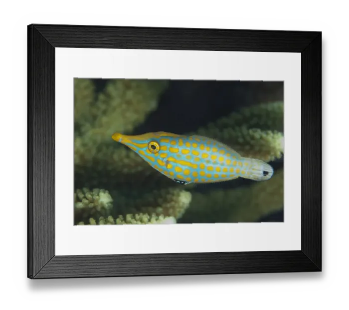 Framed Print : Longnose Filefish (Oxymonacanthus longirostris) adult, Tanjung Nukae, Wetar Island, Barat Daya Islands Framed Print : Longnose Filefish (Oxymonacanthus longirostris) adult, Tanjung Nukae, Wetar Island, Barat Daya Islands