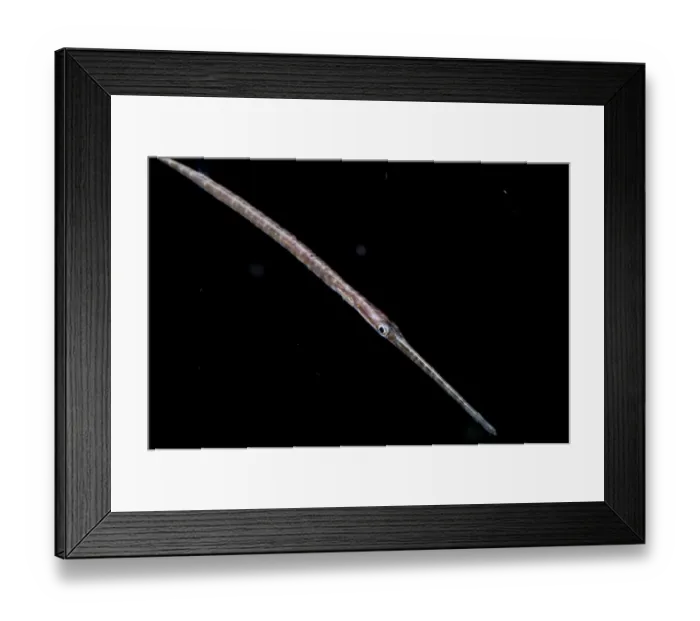 Framed Print : Blue-spotted Cornetfish (Fistularia commersonii) adult, swimming at night, Seraya, Bali, Lesser Sunda Islands Framed Print : Blue-spotted Cornetfish (Fistularia commersonii) adult, swimming at night, Seraya, Bali, Lesser Sunda Islands
