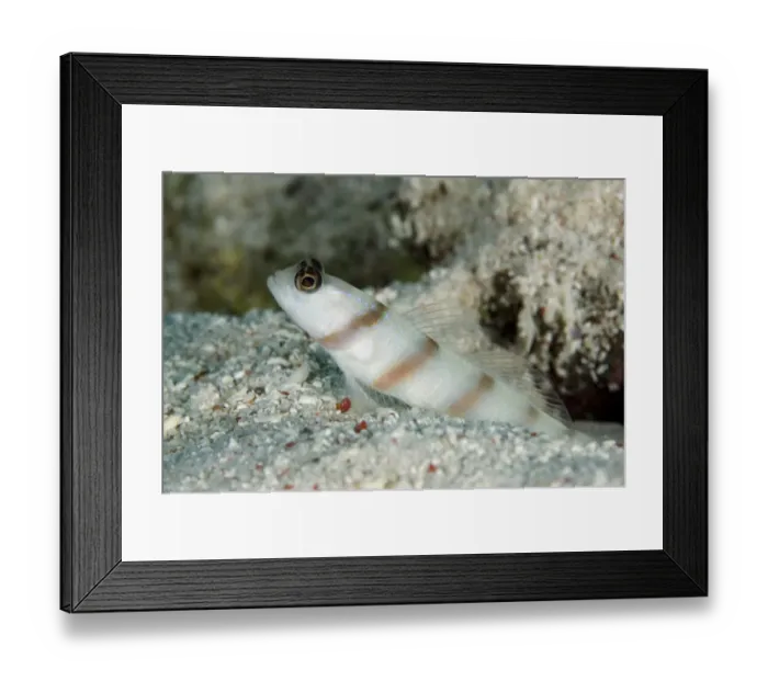 Framed Print : Steinitz Shrimpgoby (Amblyeleotris steinitzi) adult, at burrow entrance, Tatawa Besar Island Framed Print : Steinitz Shrimpgoby (Amblyeleotris steinitzi) adult, at burrow entrance, Tatawa Besar Island