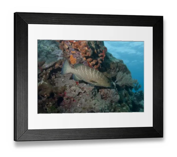 Framed Print : Tiger Grouper (Mycteroperca tigris) adult, swimming in coral reef, Molasses Reef, Key Largo, Florida Keys, Florida