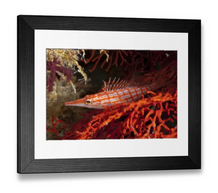 Framed Print : Longnose Hawkfish (Oxycirrhites typus) adult, resting in coral, Sipadan Island, Sabah, Borneo, Malaysia, December