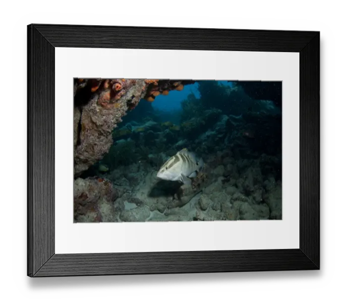 Framed Print : Nassau Grouper (Epinephelus striatus) adult, swimming in coral reef overhang, Molasses Reef, Key Largo, Florida Keys