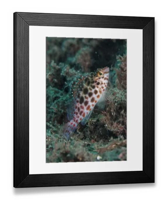 Framed Print : Spotted Hawkfish (Cirrhitichthys oxycephalus) adult, Uhak River, Wetar Island, Barat Daya Islands Framed Print : Spotted Hawkfish (Cirrhitichthys oxycephalus) adult, Uhak River, Wetar Island, Barat Daya Islands