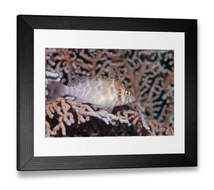 Framed Print : Threadfin Hawkfish (Cirrhitichthys aprinus) adult, resting on coral fan, Horseshoe Bay, Nusa Kode, Rinca Island Framed Print : Threadfin Hawkfish (Cirrhitichthys aprinus) adult, resting on coral fan, Horseshoe Bay, Nusa Kode, Rinca Island