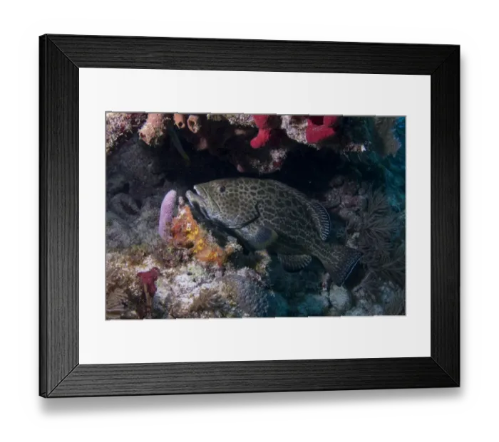 Framed Print : Yellowfin Grouper (Mycteroperca venenosa) adult, swimming in coral reef, Molasses Reef, Key Largo, Florida Keys Framed Print : Yellowfin Grouper (Mycteroperca venenosa) adult, swimming in coral reef, Molasses Reef, Key Largo, Florida Keys