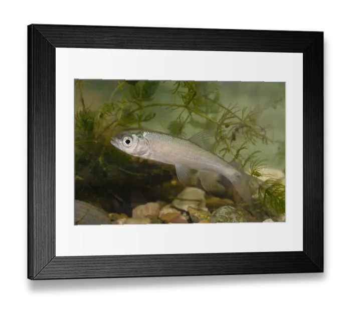 Framed Print : Ide (Leuciscus idus) immature, in tank, Nottingham, Nottinghamshire, England, October