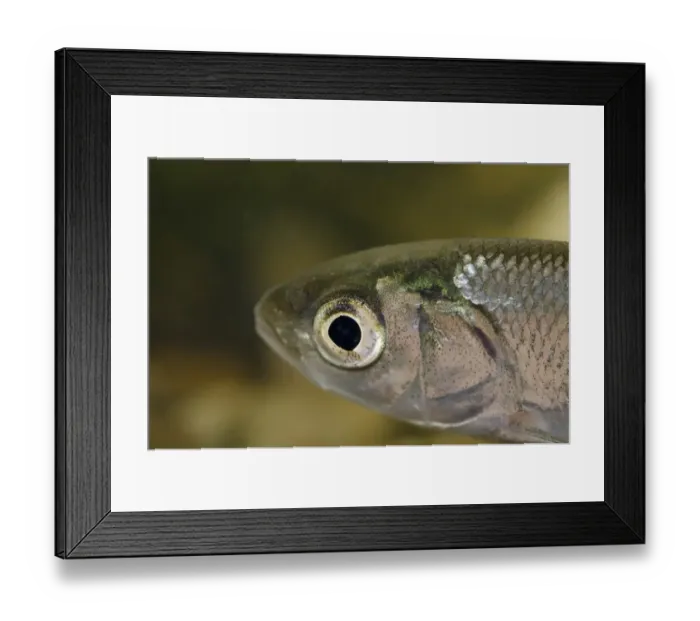 Framed Print : Ide (Leuciscus idus) immature, close-up of head, in tank, Nottingham, Nottinghamshire, England, October Framed Print : Ide (Leuciscus idus) immature, close-up of head, in tank, Nottingham, Nottinghamshire, England, October