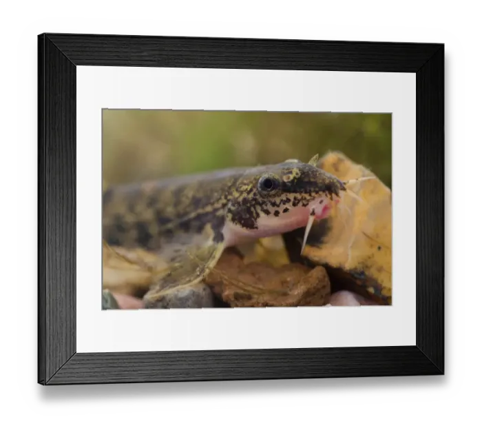 Framed Print : Stone Loach (Noemacheilus barbatulus) adult, close-up of head, in tank, Nottingham, Nottinghamshire, England, September