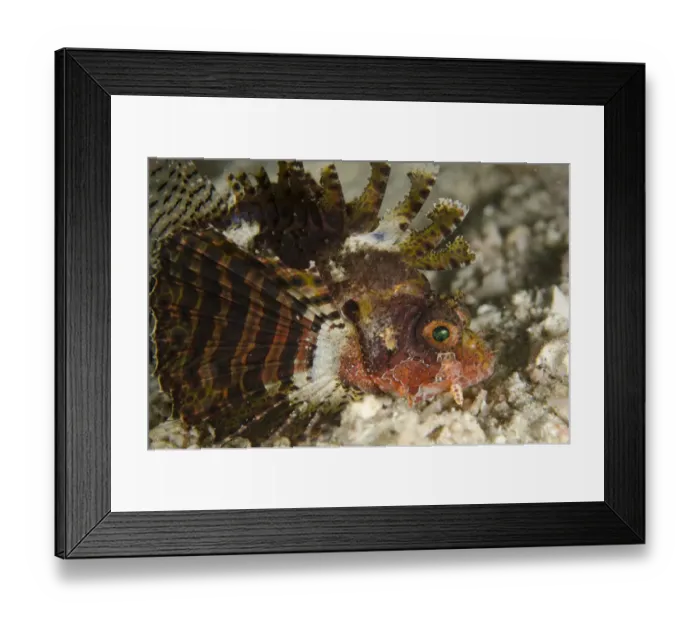 Framed Print : Shortfin Lionfish (Dendrochirus brachypterus) adult, close-up of head, at night, Rinca Island, Komodo N. P