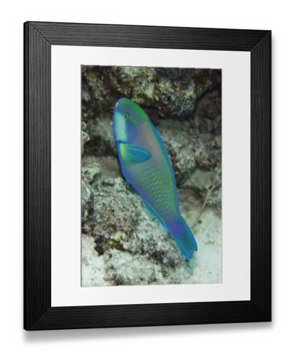 Framed Print : Bleekers Parrotfish (Chlorurus bleekeri) adult, swimming, Sebayor Kecil, between Komodo and Flores Islands, Komodo N. P Framed Print : Bleekers Parrotfish (Chlorurus bleekeri) adult, swimming, Sebayor Kecil, between Komodo and Flores Islands, Komodo N. P