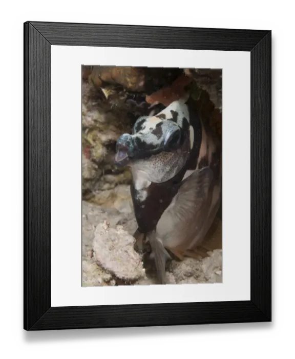 Framed Print : Moorish Idol (Zanclus cornutus) adult, with night colours, Sipadan Island, Sabah, Borneo, Malaysia, December Framed Print : Moorish Idol (Zanclus cornutus) adult, with night colours, Sipadan Island, Sabah, Borneo, Malaysia, December