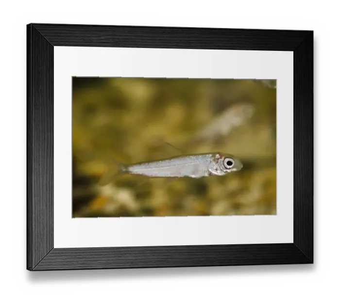 Framed Print : Powan (Coregonus clupeoides) young, swimming in tank, Scottish Centre for Ecology and the Natural Environment (SCENE) Framed Print : Powan (Coregonus clupeoides) young, swimming in tank, Scottish Centre for Ecology and the Natural Environment (SCENE)