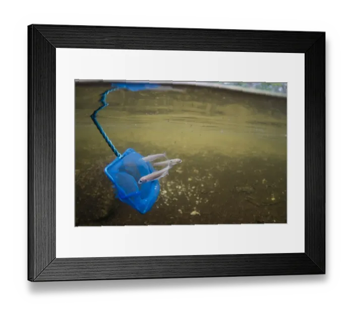 Framed Print : Powan (Coregonus clupeoides) three young, being released from net in freshwater loch habitat, Balhama, Loch Lomond Framed Print : Powan (Coregonus clupeoides) three young, being released from net in freshwater loch habitat, Balhama, Loch Lomond