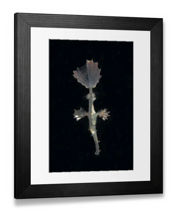 Framed Print : Ornate Ghostpipefish (Solenostomus paradoxus) juvenile, swimming at night, Lembeh Straits, Sulawesi Framed Print : Ornate Ghostpipefish (Solenostomus paradoxus) juvenile, swimming at night, Lembeh Straits, Sulawesi