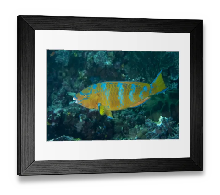 Framed Print : Blue-barred Parrotfish (Scarus ghobban) adult female, swimming, Padar Island, Komodo N. P Framed Print : Blue-barred Parrotfish (Scarus ghobban) adult female, swimming, Padar Island, Komodo N. P