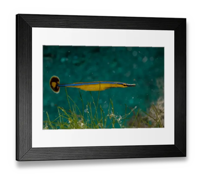 Framed Print : Honshu Pipefish (Doryrhamphus japonicus) adult male, with eggs in brood pouch on abdomen, Aer Bajo, Lembeh Straits Framed Print : Honshu Pipefish (Doryrhamphus japonicus) adult male, with eggs in brood pouch on abdomen, Aer Bajo, Lembeh Straits