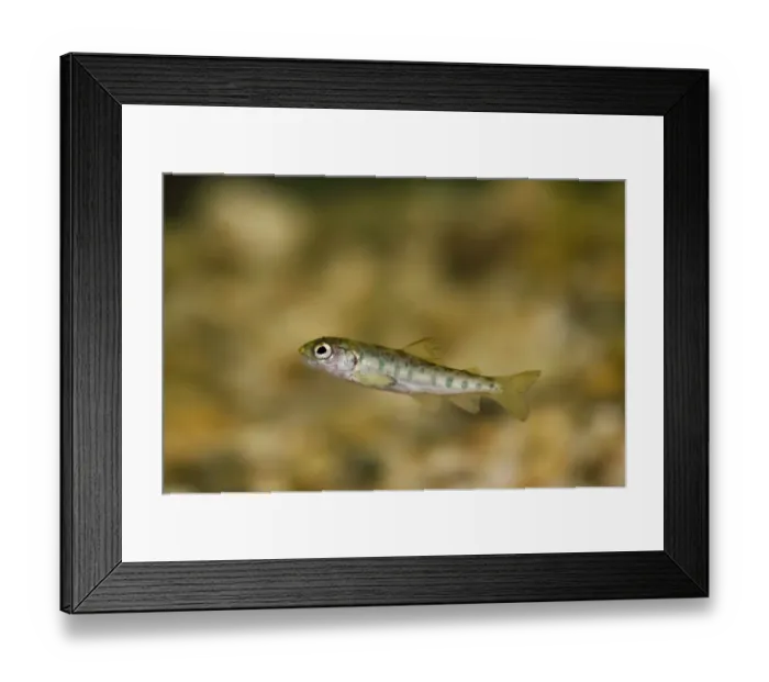 Framed Print : Atlantic Salmon (Salmo salar) young, parr swimming in tank, Scottish Centre for Ecology and the Natural Environment Framed Print : Atlantic Salmon (Salmo salar) young, parr swimming in tank, Scottish Centre for Ecology and the Natural Environment