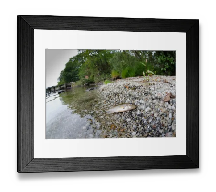 Framed Print : Eurasian Ruffe (Gymnocephalus cernua) introduced invasive species, dead adult, on shore of freshwater loch Framed Print : Eurasian Ruffe (Gymnocephalus cernua) introduced invasive species, dead adult, on shore of freshwater loch