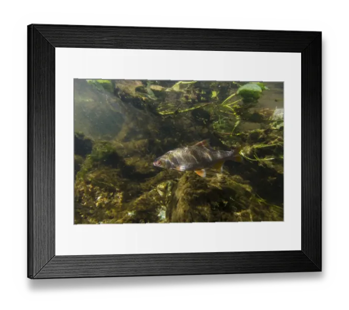 Framed Print : Roach (Rutilus rutilus) adult, swimming in river, River Soar, Leicestershire, England, August Framed Print : Roach (Rutilus rutilus) adult, swimming in river, River Soar, Leicestershire, England, August