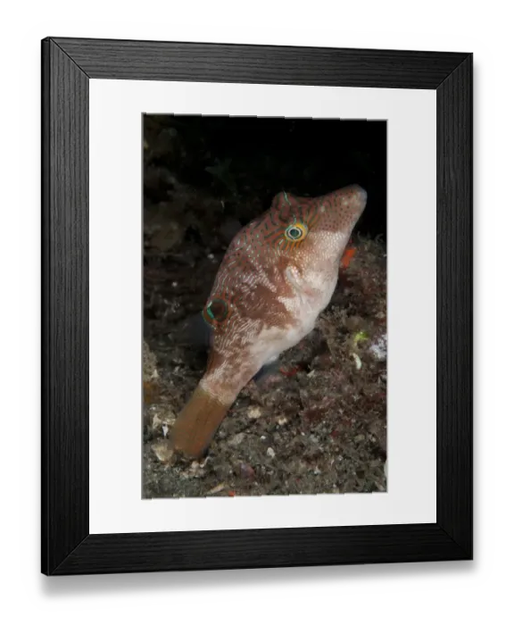 Framed Print : Compressed Toby (Canthigaster compressa) adult, swimming at night, Lembeh Straits, Sulawesi, Greater Sunda Islands Framed Print : Compressed Toby (Canthigaster compressa) adult, swimming at night, Lembeh Straits, Sulawesi, Greater Sunda Islands