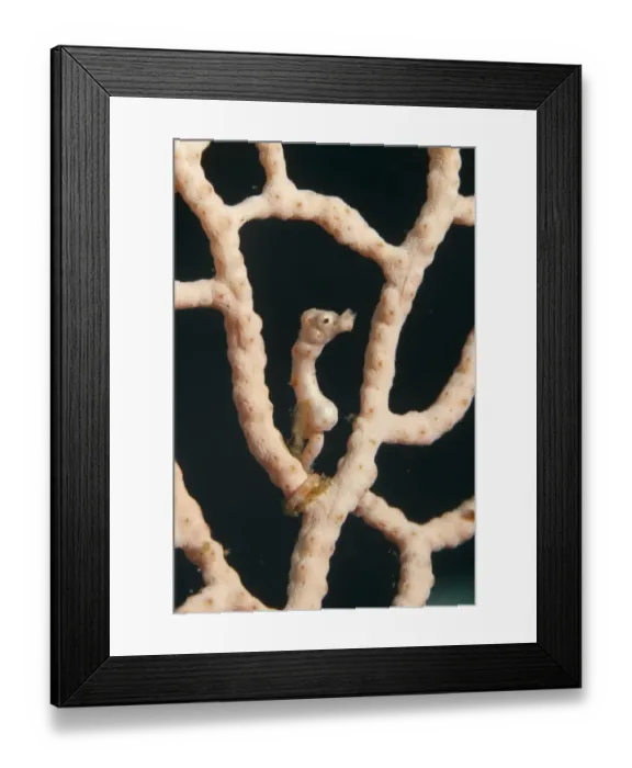 Framed Print : Denises Pygmy Seahorse (Hippocampus denise) adult, clinging to sea-fan, Wudong Bay, Maumere, Flores Island, Komodo N. P Framed Print : Denises Pygmy Seahorse (Hippocampus denise) adult, clinging to sea-fan, Wudong Bay, Maumere, Flores Island, Komodo N. P
