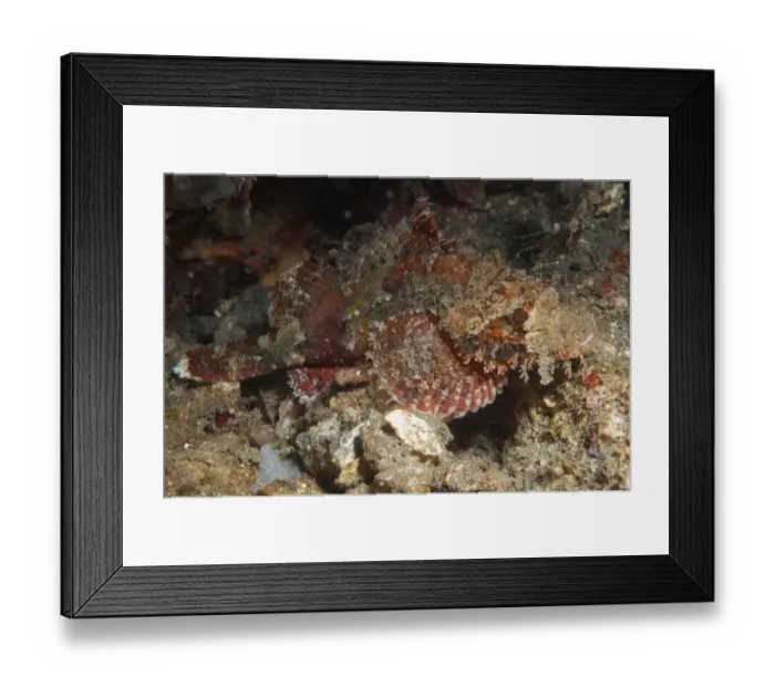 Framed Print : Papuan Scorpionfish (Scorpaenopsis papuensis) adult, on black sand, Nudi Falls, Lembeh Straits, Sulawesi Framed Print : Papuan Scorpionfish (Scorpaenopsis papuensis) adult, on black sand, Nudi Falls, Lembeh Straits, Sulawesi