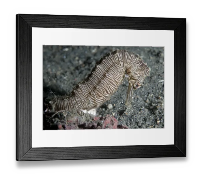 Framed Print : Manado Seahorse (Hippocampus manadensis) adult, on black sand, Lembeh Straits, Sulawesi, Greater Sunda Islands Framed Print : Manado Seahorse (Hippocampus manadensis) adult, on black sand, Lembeh Straits, Sulawesi, Greater Sunda Islands
