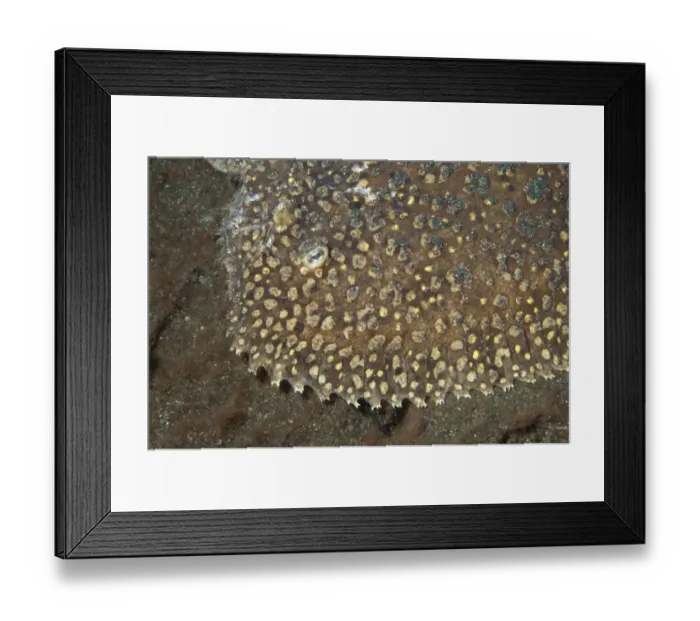 Framed Print : Peacock Sole (Pardachirus pavoninus) juvenile, resting on black sand, Lembeh Straits, Sulawesi, Greater Sunda Islands Framed Print : Peacock Sole (Pardachirus pavoninus) juvenile, resting on black sand, Lembeh Straits, Sulawesi, Greater Sunda Islands