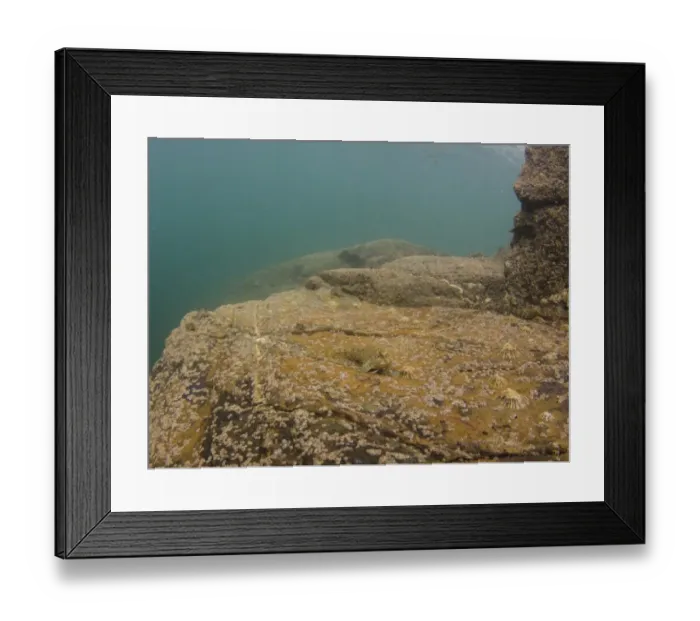 Framed Print : Shanny (Lipophrys pholis) adult, resting on limpet and barnacle covered rock in shoreline habitat, Falmouth, Cornwall Framed Print : Shanny (Lipophrys pholis) adult, resting on limpet and barnacle covered rock in shoreline habitat, Falmouth, Cornwall