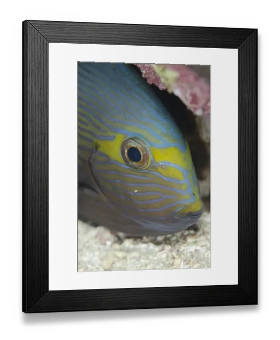 Framed Print : Elongate Surgeonfish (Acanthurus mata) adult, close-up of head, Tatawa Besar Island, between Komodo and Flores Islands Framed Print : Elongate Surgeonfish (Acanthurus mata) adult, close-up of head, Tatawa Besar Island, between Komodo and Flores Islands