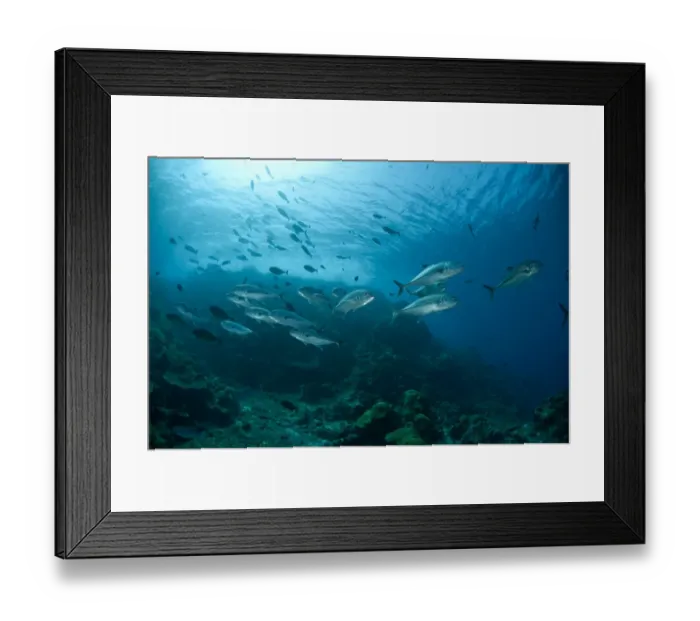 Framed Print : Bigeye Trevally (Caranx sexfasciatus) shoal, swimming in reef habitat, Gili Lawa Laut, near Komodo Island, Komodo N. P Framed Print : Bigeye Trevally (Caranx sexfasciatus) shoal, swimming in reef habitat, Gili Lawa Laut, near Komodo Island, Komodo N. P