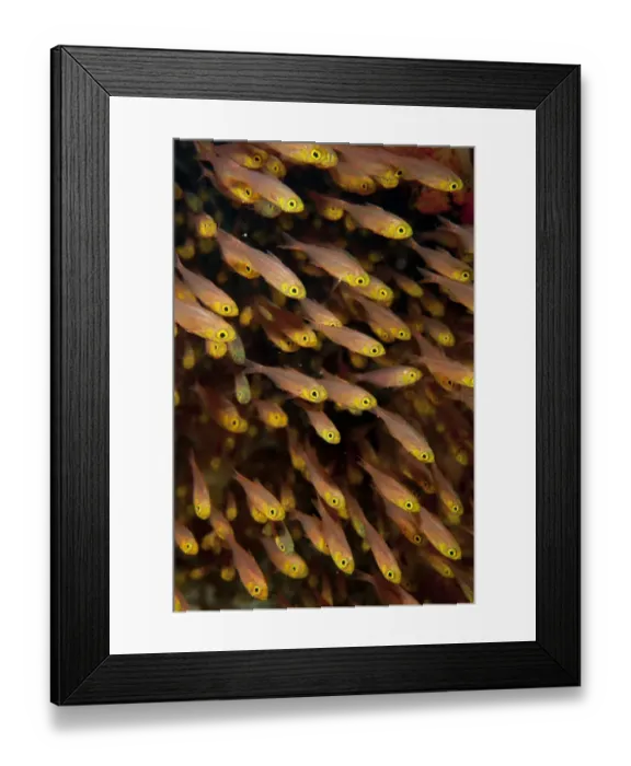 Framed Print : Golden Sweeper (Parapriacanthus ransonneti) shoal, Tatawa Besar, between Komodo and Flores Islands, Komodo N. P