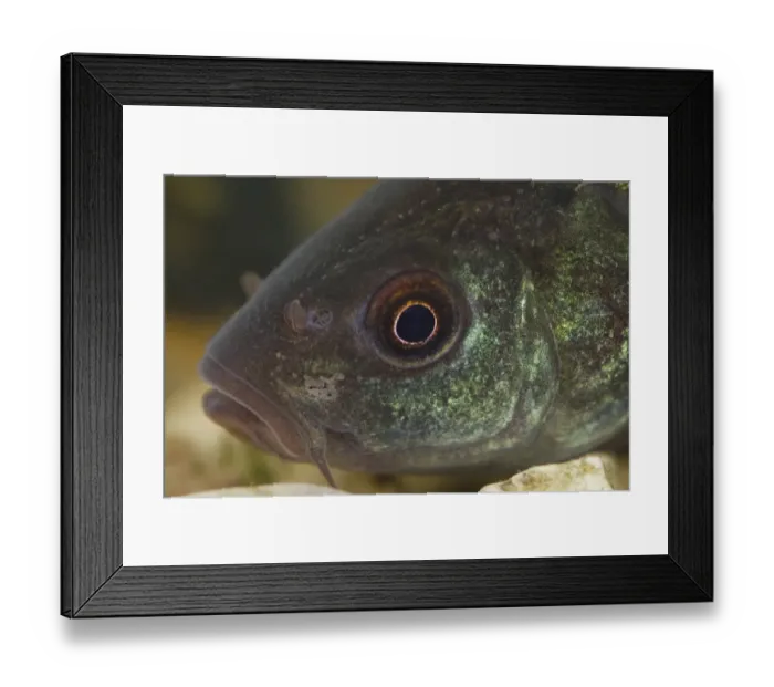 Framed Print : Tench (Tinca tinca) immature, close-up of head, in tank, Nottingham, Nottinghamshire, England, October