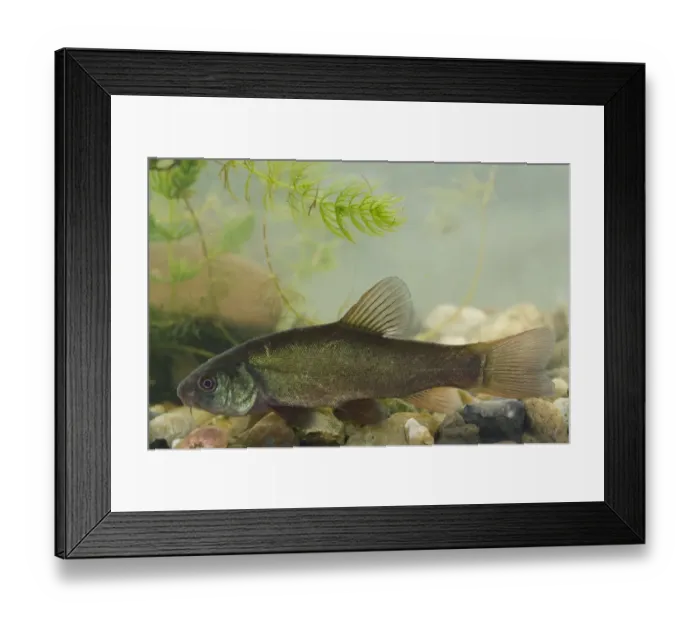 Framed Print : Tench (Tinca tinca) immature, in tank, Nottingham, Nottinghamshire, England, October Framed Print : Tench (Tinca tinca) immature, in tank, Nottingham, Nottinghamshire, England, October