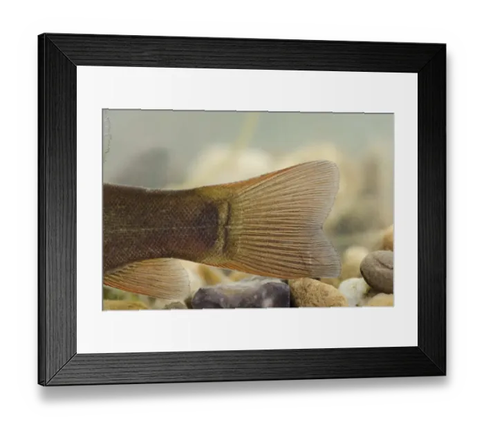 Framed Print : Tench (Tinca tinca) immature, close-up of tail (caudal fin), in tank, Nottingham, Nottinghamshire, England, October Framed Print : Tench (Tinca tinca) immature, close-up of tail (caudal fin), in tank, Nottingham, Nottinghamshire, England, October