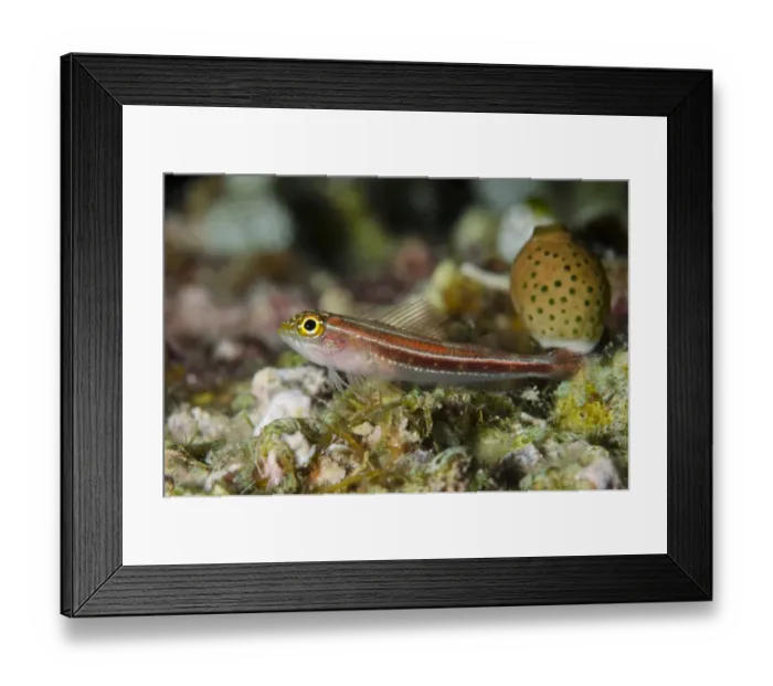 Framed Print : Striped Triplefin (Helcogramma striatum) adult, Sebayor Point, between Komodo and Flores Islands, Komodo N. P Framed Print : Striped Triplefin (Helcogramma striatum) adult, Sebayor Point, between Komodo and Flores Islands, Komodo N. P